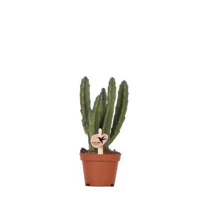 Obrázek produktu pro Kolibri Greens | Zelená rostlina – Stapelia – Ø 6 cm
