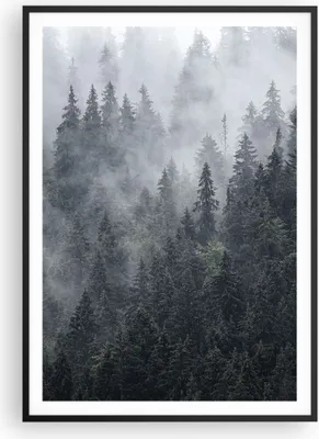 Produktbild von Gerahmtes Poster - Schwarzer Rahmen - Wald Baum Natur - 70x100 cm - Wand Bild - Wanddeko - Wandbilder - Kunstposter - Wandposter - Bilderrahmen - Bilder - Kunstdruck - Wandbild - P2BPA70x100-4074