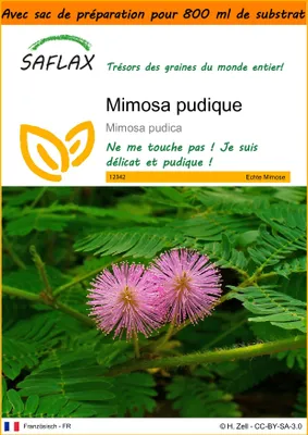 Image de SAFLAX Garden in the bag - Mimosa pudique - 70 graines - Mimosa