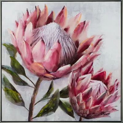 Produktbild von ArtUniverse Leinwandbild Hübsche PRotea 72,5 x 72,5 cm