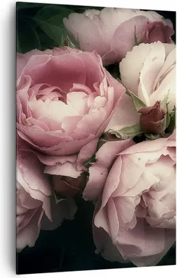 Produktbild von Bild auf Leinwand - Leinwandbild - Einteilig - Pfingstrose Blume - 80x120cm - Wand Bild - Wanddeko - Wandbilder - Leinwanddruck - Wanddekoration - Leinwand bilder - Wandbild - PA80x120-3930