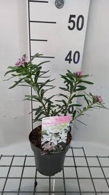 Obrázok produktu pre Daphne trans. 'Eternal Fragrance'® - Seidelbast 20- 25 cm Kontajner
