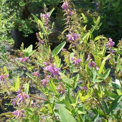 Produktbild von Lespedeza polystacha - Buschklee 60-80