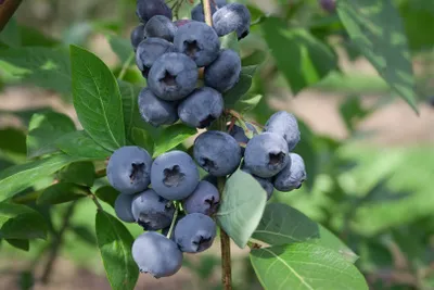 Produktbild von Vaccinium corymbosum 'Heerma', Heidelbeere, 40–60 cm, ertragreich