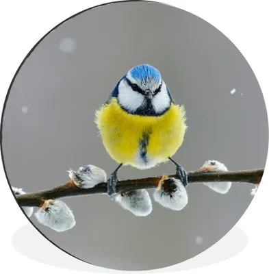 Produktbild von MuchoWow® Aluminium Wandkreis Blaumeise - Vogel - Zweig - Gelb - Blau Ø 60 cm Wanddeko Modern Wohnzimmer - Wand Kreis - Wandbild - Schlafzimmer - Aluminium Bild - Kinderzimmer - Wohnzimmer Dekoration - Wandschmuck