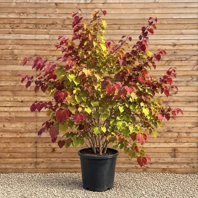 Produktbild von Kanadischer Judasbaum Eternal Flame 125-150 cm - Cercis canadensis mehrstämmig