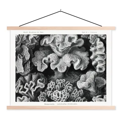 Produktbild von MuchoWow® Textilposter Kunst - Koralle - Ernst Haeckel - Alte Meister - Natur 60x45 cm mit holzfarbenen Rahmen - Bild