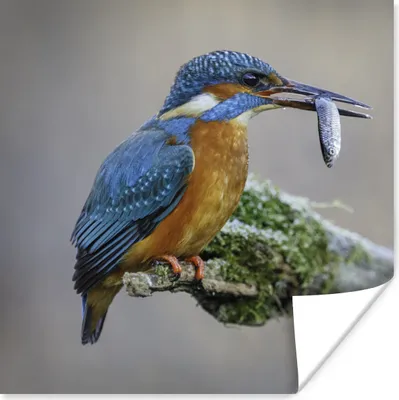 Produktbild von MuchoWow® Poster Eisvogel - Fisch - Tier 100x100 cm - Babyzimmer