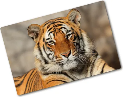 Produktbild von Tulup Glas Herdabdeckplatte - 80x52 cm - Glaskeramikkochfeld-Abdeckung Spritzschutz Glasabdeckplatte - Einteilig - Tiere - Bengalischer Tiger - Orange