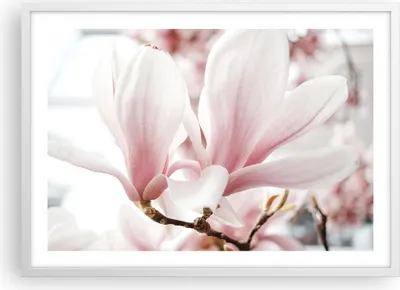 Produktbild von Gerahmtes Poster - Weißer Rahmen - Zweig Magnolie Blume - 70x50 cm - Wand Bild - Wanddeko - Wandbilder - Kunstposter - Wandposter - Bilderrahmen - Bilder - Kunstdruck - P2WAA70x50-4538