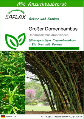Produktbild von SAFLAX - Großer Dornenbambus - Dendrocalamus arundinacea - 50 Samen - Mit keimfreiem Anzuchtsubstrat