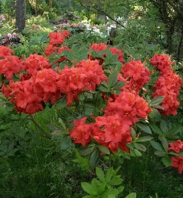 Produktbild von Großblumige Azalee 'ROYAL COMMAND' auf Stamm 60 cm, Cont. 5 l