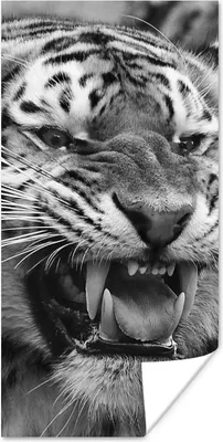 Produktbild von MuchoWow® Poster Tiger - Tiere - Schwarz - Weiß 60x120 cm - Wandschmuck