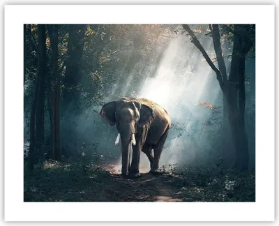 Produktbild von Poster - Poster ohne Rahmen - elefant natur - 50x40 cm - Wand Bild - Wanddeko - Wandbilder - Kunstposter - Wandposter - Bilder - Kunstdruck - Wanddekoration - Wandbild - P2XAA50x40-3972