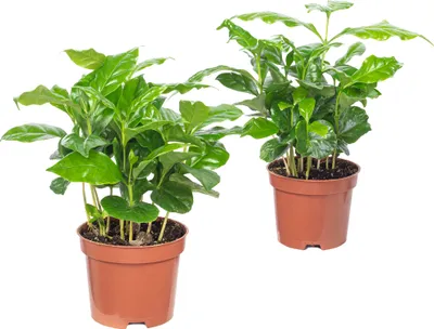 Image de lot de 2 caféiers - plante d'intérieur facile d'entretien, Coffea Arabica - hauteur env. 20 cm, pot Ø 9 cm