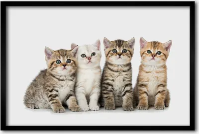 Produktbild von Bild 60x40 MDF-Rahmen, Wandkunst kleine Katzen