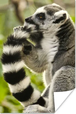 Produktbild von MuchoWow® Poster Affe - Tier - Ringschwanzlemur 60x90 cm - Wanddekoration