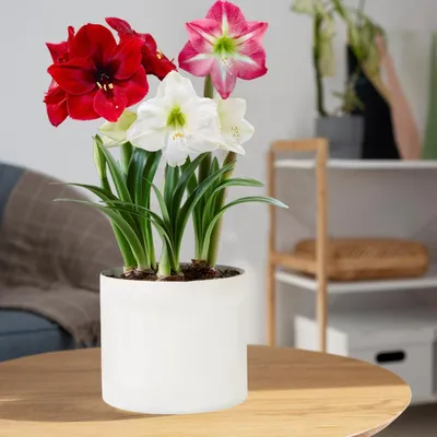 Obrázok produktu pre Kolekcia cibúľ amaryllis – 3 veľké cibule (veľkosť 26/28) – Exkluzívne cibule – Skutočné rastliny z Holandska – Hippeastrum (nie semienka, vosk ani umelé produkty)