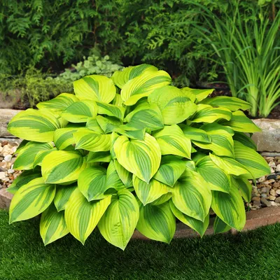 Zdjęcie produktu dla Hosta Funkia Ogrodowa Velvet Moon 1 szt Sadzonka Sadzonki Hosty Funkie
