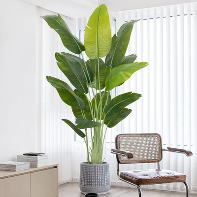 Image de Fleur d'oiseau de paradis artificielle, grande (200 cm), palmier tropical artificiel avec 15 feuilles, plante en pot artificielle idéale pour l'intérieur et l'extérieur, la maison, le bureau, le jardin, décoration moderne (1 pièce)