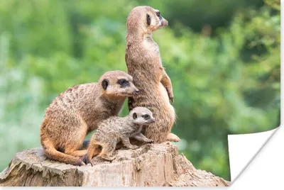 Produktbild von MuchoWow® Poster Erdmännchen - Baumstumpf - Jungtier 90x60 cm - Schlafzimmer