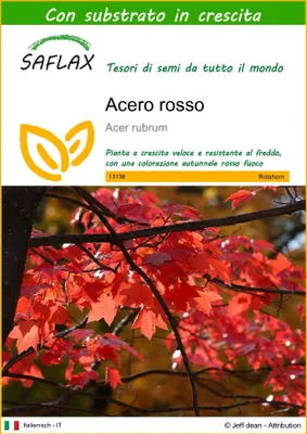 Immagine prodotto di SAFLAX  - Acero rosso  - 20 semi - Con substrato - Acer