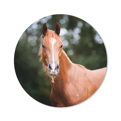 Produktbild von MuchoWow® Mauspad Mousepad Pferd - Licht - Gras 50x50 cm - Mousepads - Maus Mat - Pad - Mausunterlage - Vinyl