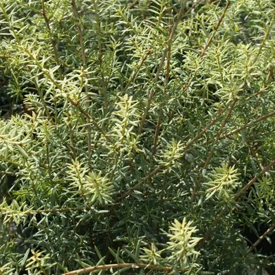 Produktbild von Podocarpus totora - Totara-Steineibe - immergrün 20-30