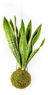 Obrázek produktu pro Gardners Kokedama Sansevieria Laurentii (L)