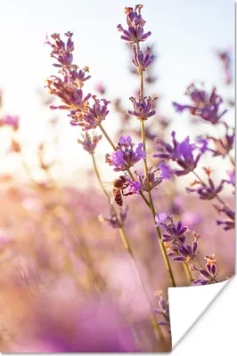 Produktbild von MuchoWow® Poster Lavendel - Nahaufnahme - Sonne - Blumen - Lila 120x180 cm - Kunstposter