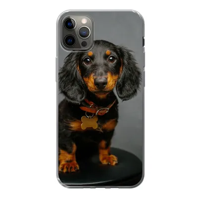 Produktbild von MuchoWow® Handyhülle Schutzhülle Hülle für iPhone 13 Pro Max Studiofoto eines Dackelwelpen Silikon Softcase Handy Hülle - Mobiltelefon