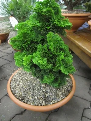 Produktbild von Chamaecyparis obtusa Nana Gracilis - Zwergform der Muschelzypresse - 20-25