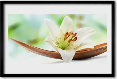 Produktbild von Bild 60x40 MDF-Rahmen Wandkunst Natur Blume Pflanze