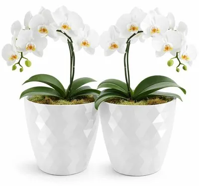 Productafbeelding van Set van 2 Decoratieve Bloempotten van Kunststof Ø 14 cm