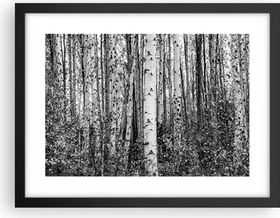 Produktbild von Gerahmtes Poster - Schwarzer Rahmen - Birken Wald Monochrom - 40x30 cm - Wand Bild - Wanddeko - Wandbilder - Kunstposter - Wandposter - Bilderrahmen - Bilder - Kunstdruck - P2BAA40x30-4643