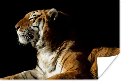 Produktbild von MuchoWow® Poster Tiger - Tiere - Schwarz 30x20 cm - Plakate - Print