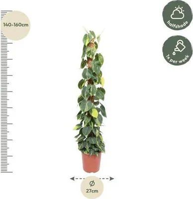 Zdjęcie produktu dla Baumfreund - Philodendron Scandens Brasil 150cm - Ø27cm - roslina pnaca z