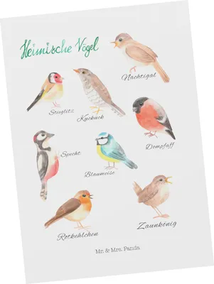 Produktbild von Mr. & Mrs. Panda Postkarte Heimische Vögel - Geschenk, Ansichtskarte, Dekoration, Fotokarte, Postkarten, Grußkarte, Ansichtskarten