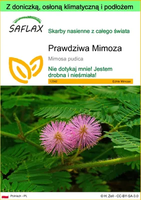 Zdjęcie produktu dla SAFLAX - Garden to go - Prawdziwa Mimoza - 70 Nasiona - Z doniczką, pokrywą klimatyczną i podłożem do uprawy - Mimosa pudica