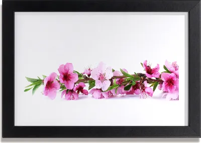 Produktbild von Bild 30x20 MDF-Rahmen Wandkunst Blumen Pflanzen Natur