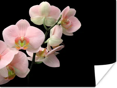 Produktbild von MuchoWow® Poster Orchidee - Blumen - Rosa - Stilleben - Flora 160x120 cm - Foto Plakat