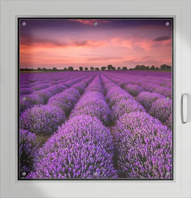Produktbild von Wallario Lichtschutzbild, Dekorativer Sichtschutz Sonnenschutz 96 x 100 cm mit Motiv: Lavendelfeld unter rotem Himmel - Verdunklung ohne Bohren