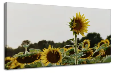 Produktbild von Leinwanddruck Botanik Sonnenblumenfeld 120x60