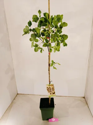 Zdjęcie produktu dla Pistacia vera 'Kerman', samica, drzewo pistacjowe, wysokość 100 cm, doniczka 5 litrów