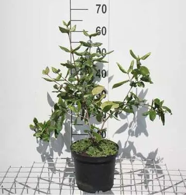 Produktbild von Viburnum burkwoodii - Schneeball 50- 60 cm - Container