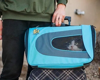 Immagine prodotto di Borsa trasportino per cani Famanu, approvata dalle compagnie aeree, impermeabile e pieghevole, colore blu / dimensioni 46 x 29 x 25,4 cm