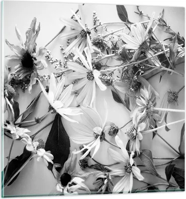 Produktbild von Bilder auf glas - Einteilig - Blumen Schwarzweiß Fotografie - 70x70cm - Glasbilder - Wandbilder - Bilder - Wanddekoration aus Glas - Glas Bilder - Wandbild auf Glas - GAC70x70-4740