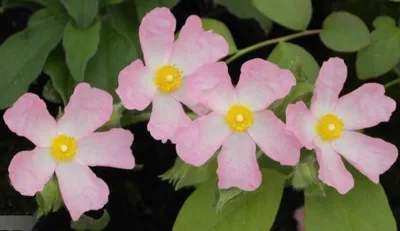 Produktbild von Winterharte Zistrose Grayswood Pink - Cistus Grayswood Pink 25-30cm