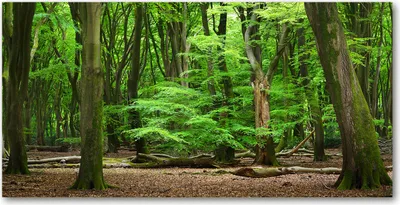 Produktbild von Tulup Glas-Bild -140x70- Wandkunst Dekorative Wand für Küche & Wohnzimmer - Landschaften - Niederlande Wald - Grün