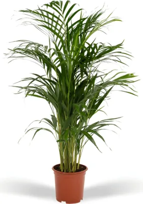 Produktbild von Dypsis lutescens Areca Palme Ø17cm 70cm pflegeleicht Luftreinigend Zimmerpflanze